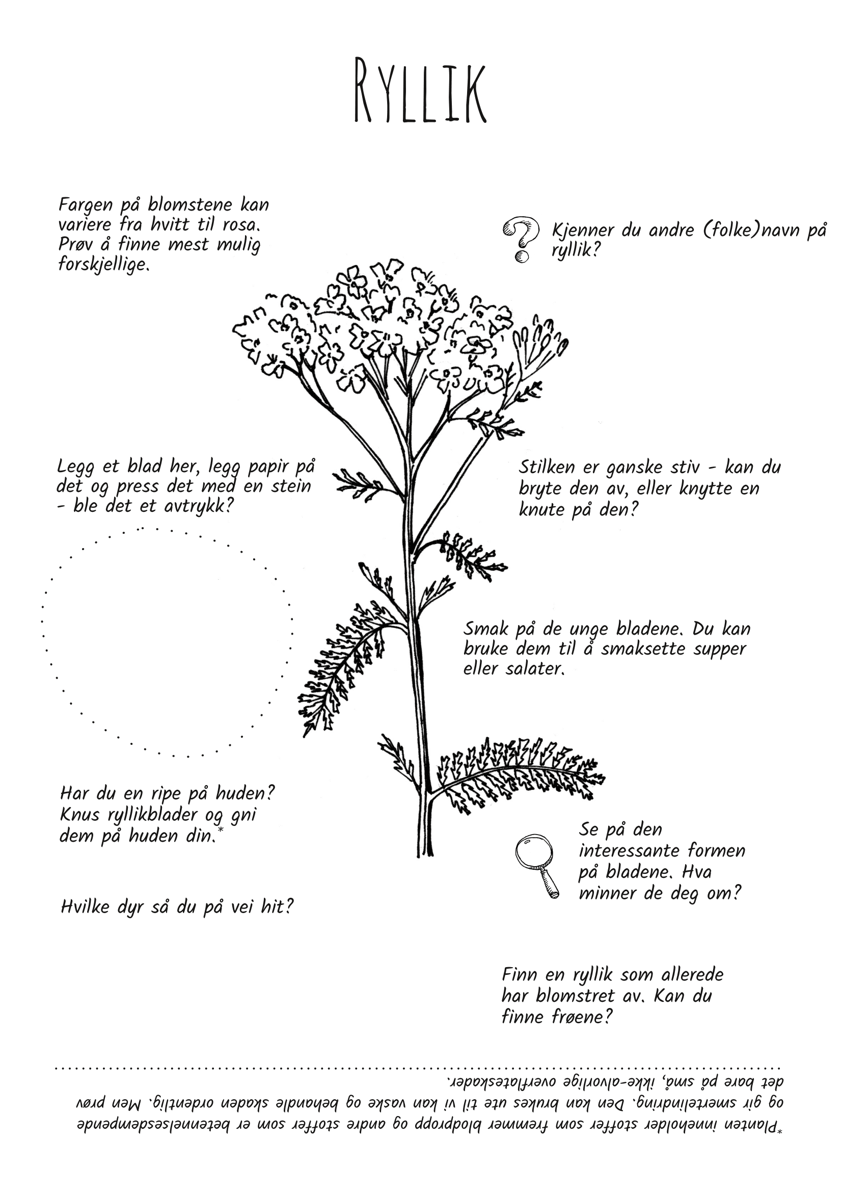 Utforsk planter: ryllik