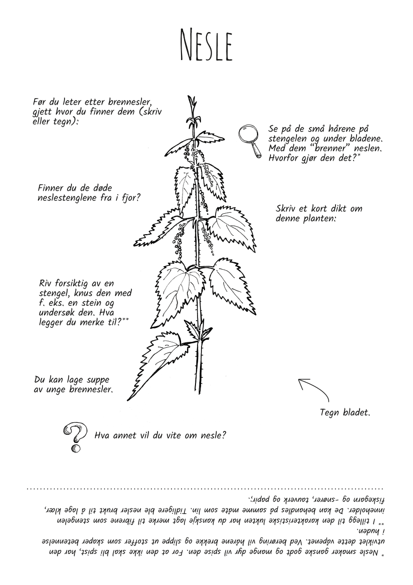 Utforsk planter: nesle