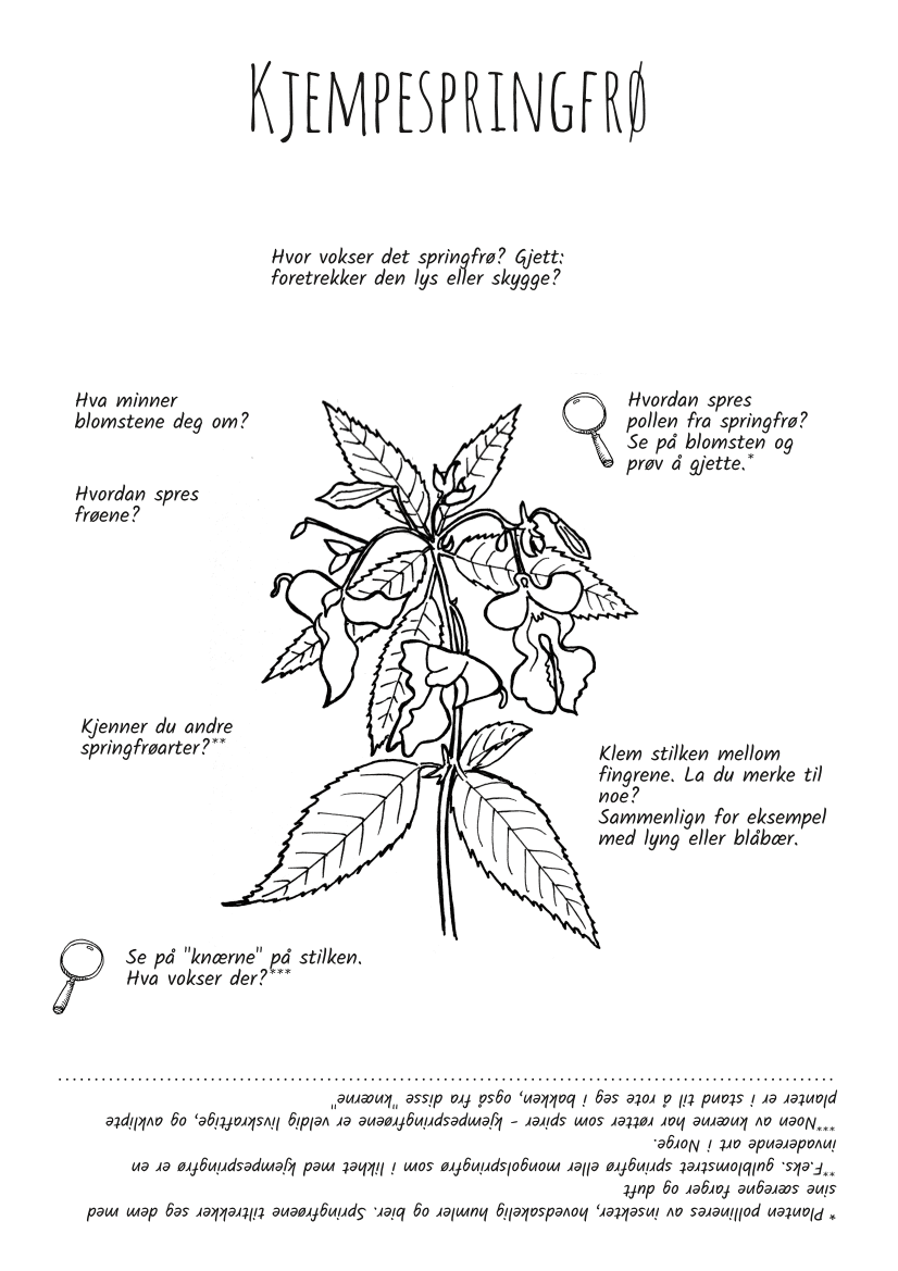 Utforsk planter: kjempespringfrø