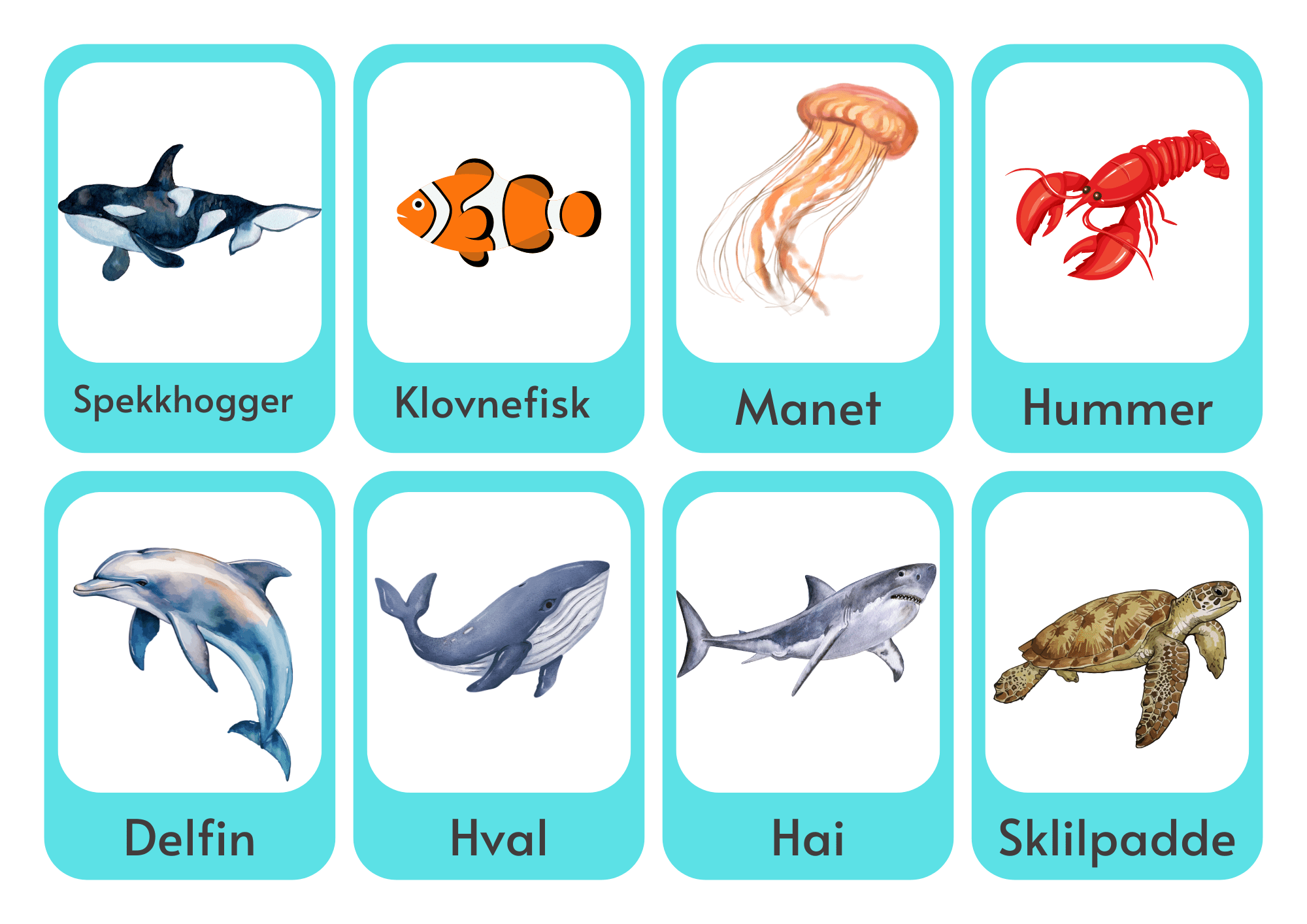 Ordkort: dyr i havet