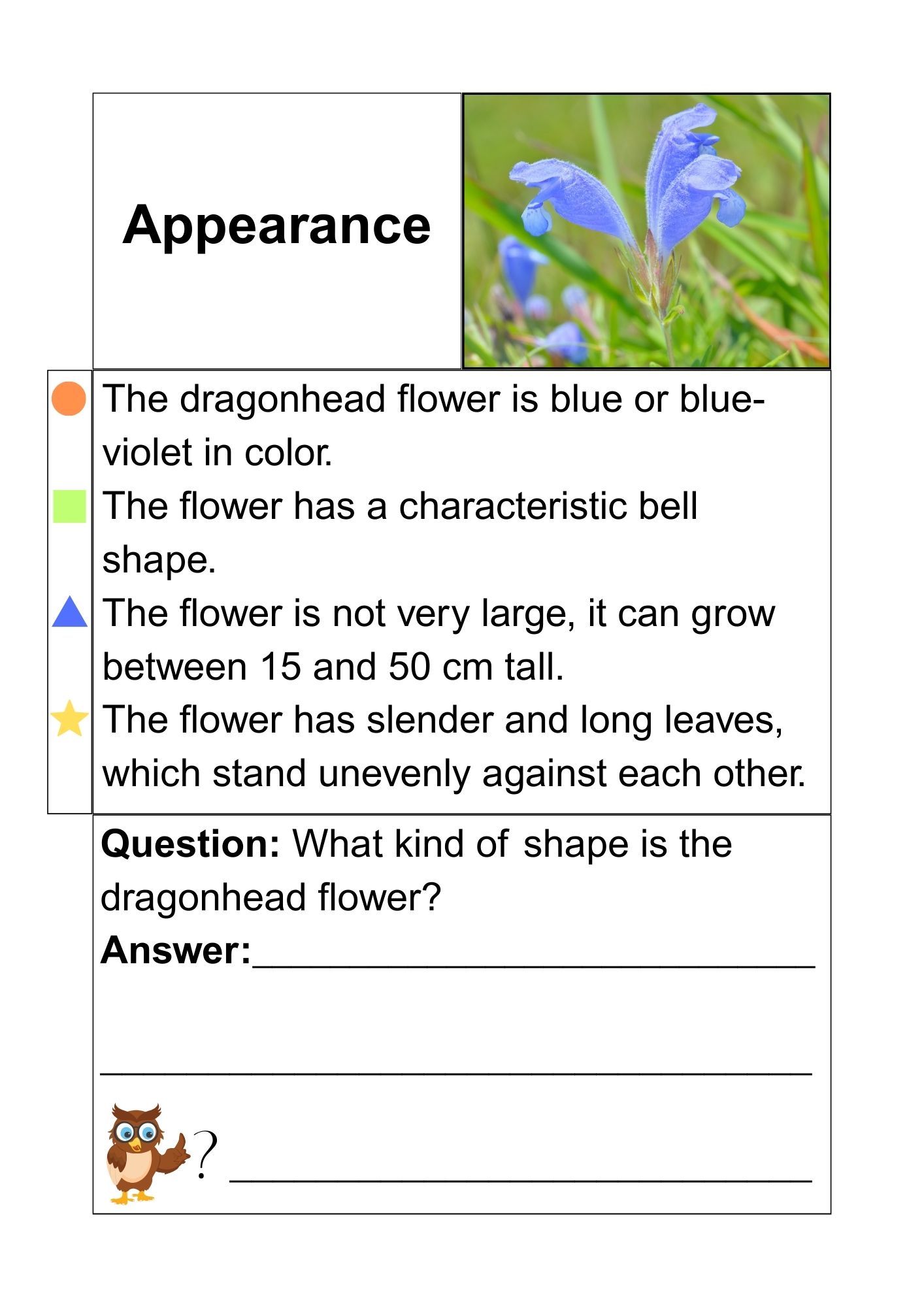 Read & answer 6 - short text assignments - Northern dragonhead - Bilde 2