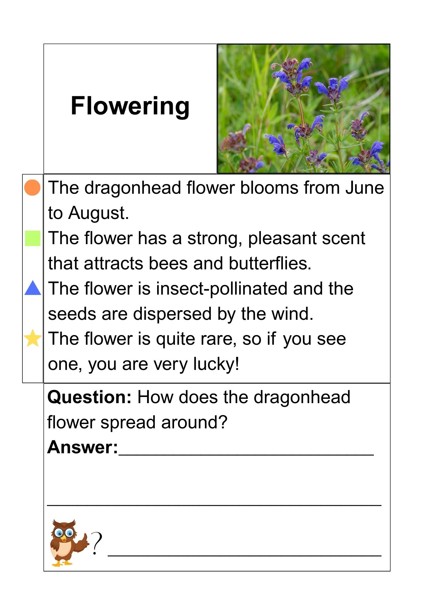 Read & answer 6 - short text assignments - Northern dragonhead - Bilde 3