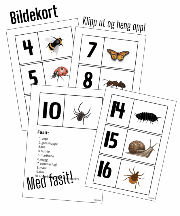 Let og skriv insekter og småkryp